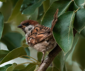 bird on a tree
