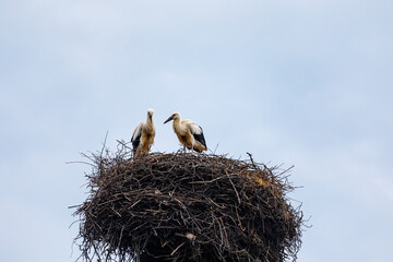 Young White Storks in a Nest