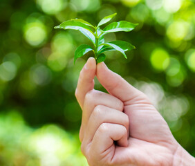 When finger tightens the tiny tea leaves in the palm, the fondness and tenderness of the moment...