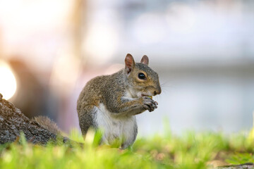 Beautiful wild gray squirrel in summer town park