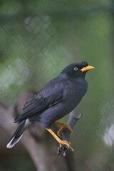 Acridotheres javanicus, The Javan myna, also known as the white vented myna, is a species of myna  and a member of the starling family.