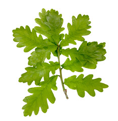 Oak leaves isolated on white background, clipping path, top view