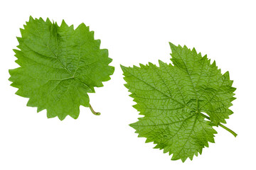 Green grape leaves isolated on a white background, top view, flat lay