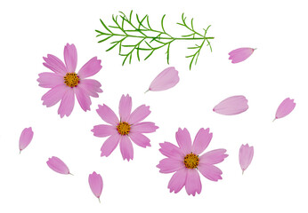 Fototapeta na wymiar Kosmeya flowers isolated on a white background, clipping path, top view