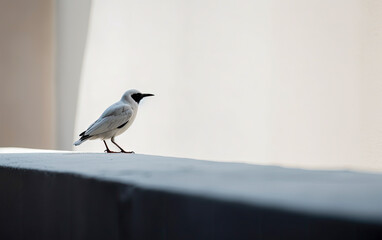 Fototapeta premium bird on a fence