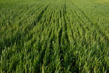 Closeup of green field in spring