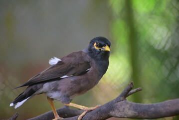 The common myna or Indian myna, Acridotheres tristis, sometimes spelled mynah, is a member of the family Sturnidae, starlings and mynas native to Asia