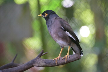 The common myna or Indian myna, Acridotheres tristis, sometimes spelled mynah, is a member of the family Sturnidae, starlings and mynas native to Asia