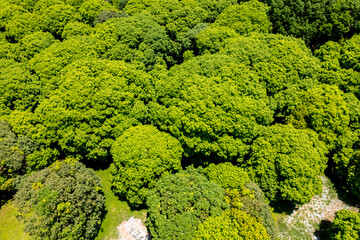 Aerial of a mango plantation in the island of Guimaras. The province is well known for its sweet mangoes.