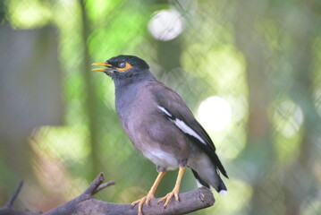 The common myna or Indian myna, Acridotheres tristis, sometimes spelled mynah, is a member of the family Sturnidae, starlings and mynas native to Asia