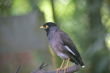 The common myna or Indian myna, Acridotheres tristis, sometimes spelled mynah, is a member of the...