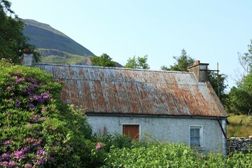 Derelict cottage in rural Ireland with corroded galvanised iron roof and featuring Rhododendron flowers in foreground