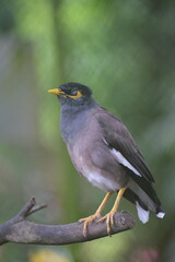 The common myna or Indian myna, Acridotheres tristis, sometimes spelled mynah, is a member of the family Sturnidae, starlings and mynas native to Asia
