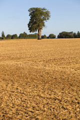 A lonely tree on top of a hill