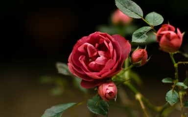 red rose in garden