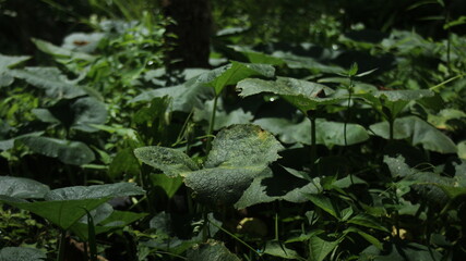 rain drops on the leaves of tree