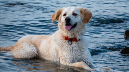 A wet dog playing in the sea, golden retriever resting on the beach, travel concept, pets in nature