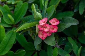 A beautiful Euphorbia Milii flower blooms in the garden.