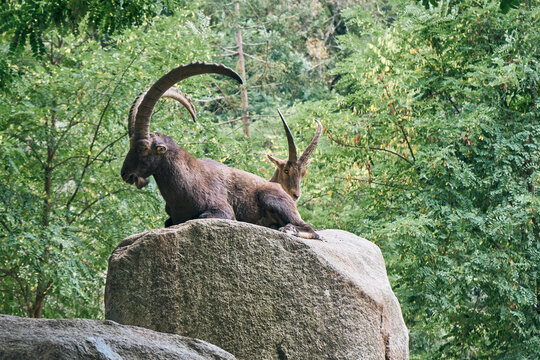 cabra montesa