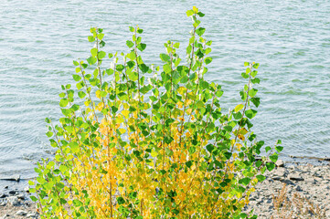 Deciduous Tree with Green and Yellow Leaves on the Seashore