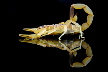 Fototapeta premium Deathstalker and the reflection on black background