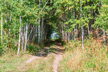 Tunnel for a Country Road in a Birch Forest at Sunny Summer Day