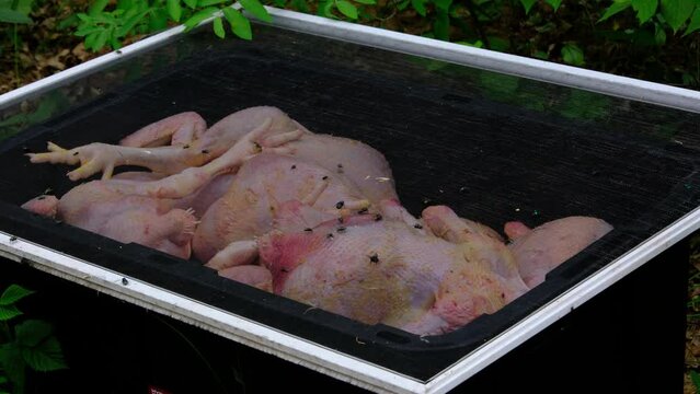 Flies trying to break in into container full of freshly butchered and plucked organic chickens or broilers.