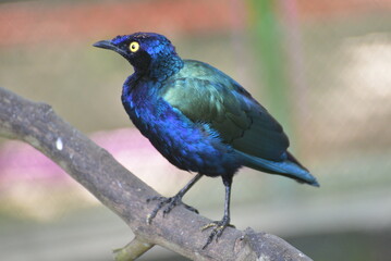 The greater blue eared starling or greater blue eared glossy starling, Lamprotornis chalybaeus perching on branch