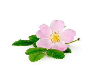 Wild rose flowers isolated on a white background