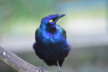 The greater blue eared starling or greater blue eared glossy starling, Lamprotornis chalybaeus perching on branch