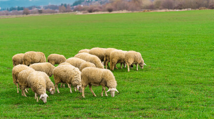 Sheep and rams graze on a green meadow