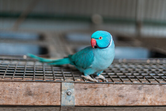 Pappagallo parrocchetto