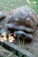 tartaruga zoo