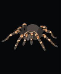 Tarantula Spider Front View Illustration