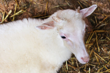 Cute little goats resting on their farm