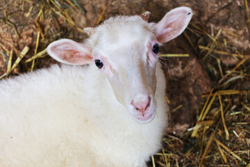 Obraz premium Cute little goats resting on their farm