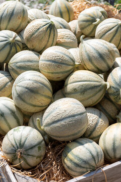 Melons from Cavaillon, ripe round charentais honey cantaloupe melons on local market in Provence, France