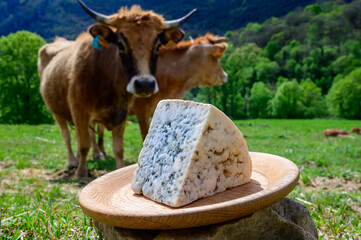 Fototapeta premium Cabrales artisan blue cheese made by rural dairy farmers in Asturias, Spain from unpasteurized cow’s milk or blended with goat or sheep milk in Picos de Europa. View on cows and pasture.