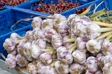 Bunch of fresh aromatic french violet or rose garlic on market in Provence