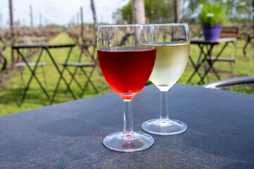 Tasting of white and rose wine on Dutch winery and vineyard in North Brabant, Netherlands, rows on growing grape plants