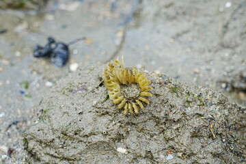 Haliplanella luciae, commonly known as the starlet sea anemone, is a species of sea anemone belonging to the family Edwardsiidae. It is found along the eastern coast of North America|海葵