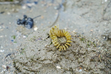 Haliplanella luciae, commonly known as the starlet sea anemone, is a species of sea anemone belonging to the family Edwardsiidae. It is found along the eastern coast of North America|海葵