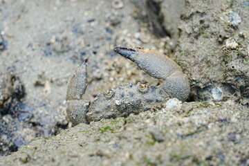 Maroon stone crab|Stone crabs on Singapore shores|石頭蟹