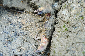 Maroon stone crab|Stone crabs on Singapore shores|石頭蟹