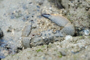 Maroon stone crab|Stone crabs on Singapore shores|石頭蟹