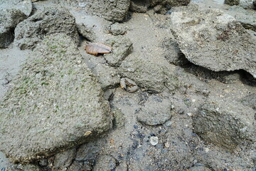 Maroon stone crab|Stone crabs on Singapore shores|石頭蟹