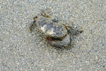 crab on the beach