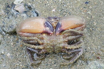 Maroon stone crab|Stone crabs on Singapore shores|石頭蟹