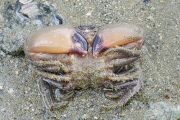 Maroon stone crab|Stone crabs on Singapore shores|石頭蟹