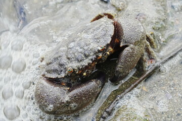 Maroon stone crab|Stone crabs on Singapore shores|石頭蟹